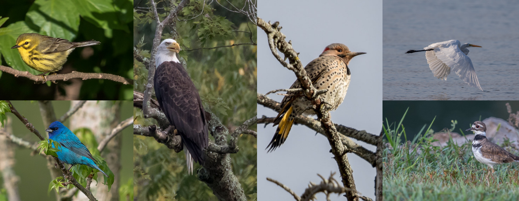 Bird Walk with Andrew Melnykovych